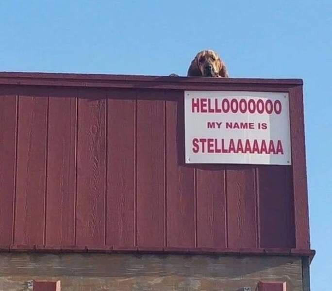 HELL0000000 MY NAME IS STELLAAAAAMA