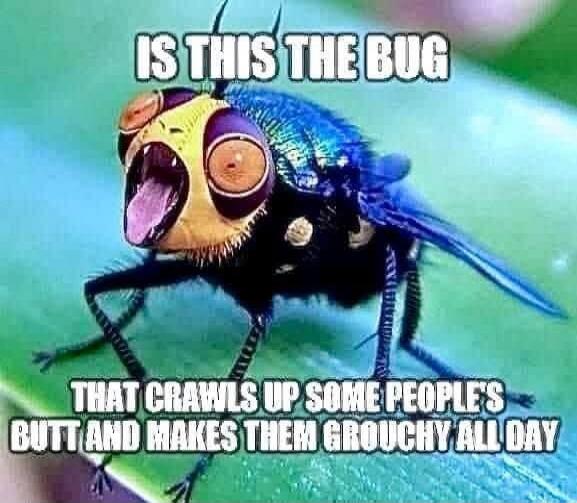 IS THIS THE BUG THAT CRAWLS UP SOME PEOPLE'S BUTT AND MAKES THEM GROUCHY ALL DAY