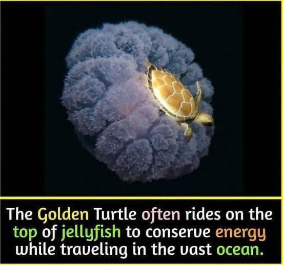 The Golden Turtle often rides on the top of jellyfish to conserve energy while traveling in the vast ocean