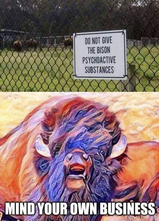 DO NOT GIVE THE BISON PSYCHOACTIVE SUBSTANCES
MIND YOUR OWN BUSINESS