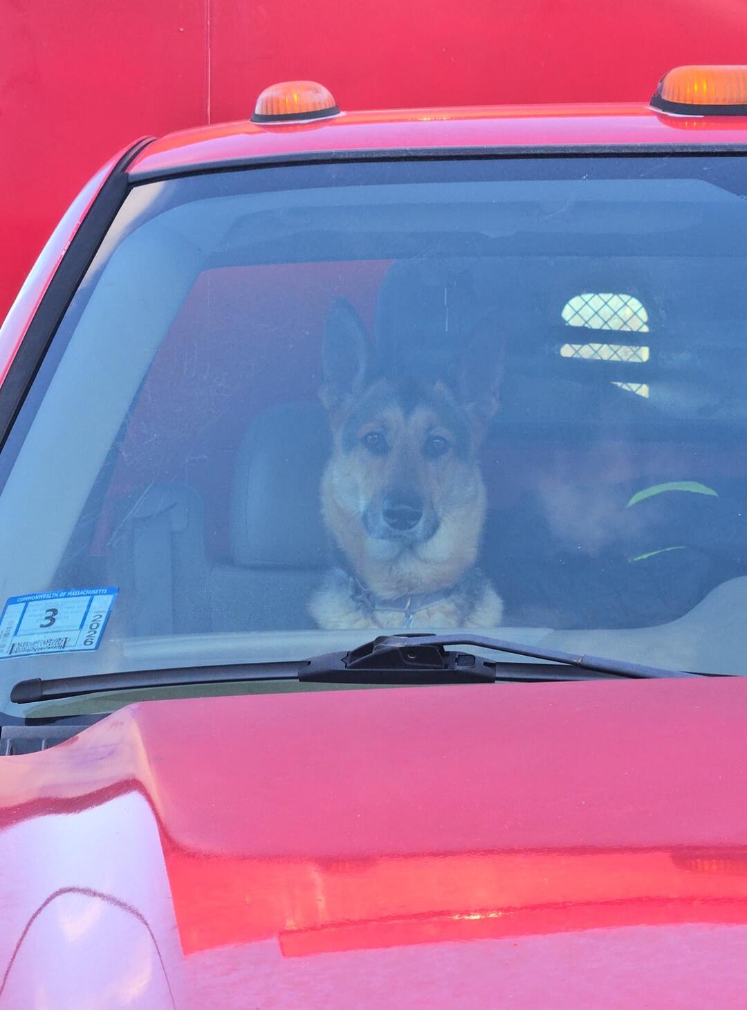 A dog sitting in the driver's seat of a red vehicle with orange emergency-style lights on top.