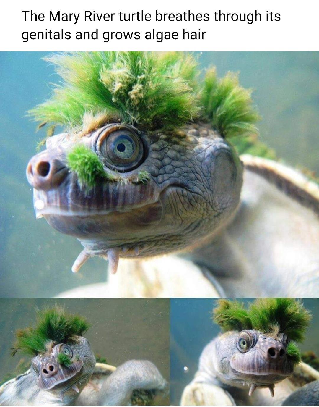 The Mary River turtle breathes through its genitals and grows algae hair