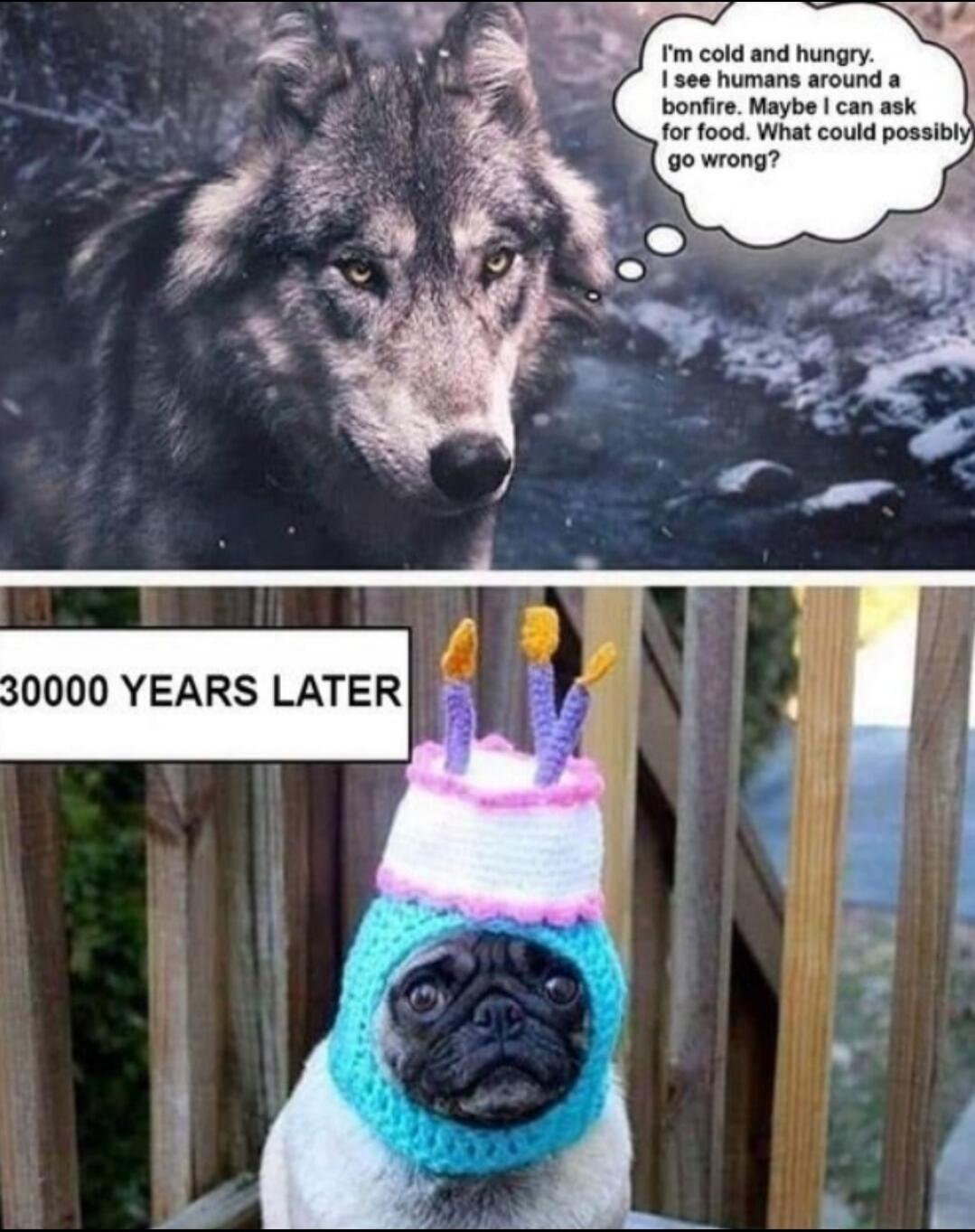 I'm cold and hungry. I see humans around a bonfire. Maybe I can ask for food. What could possibly go wrong? 30000 YEARS LATER