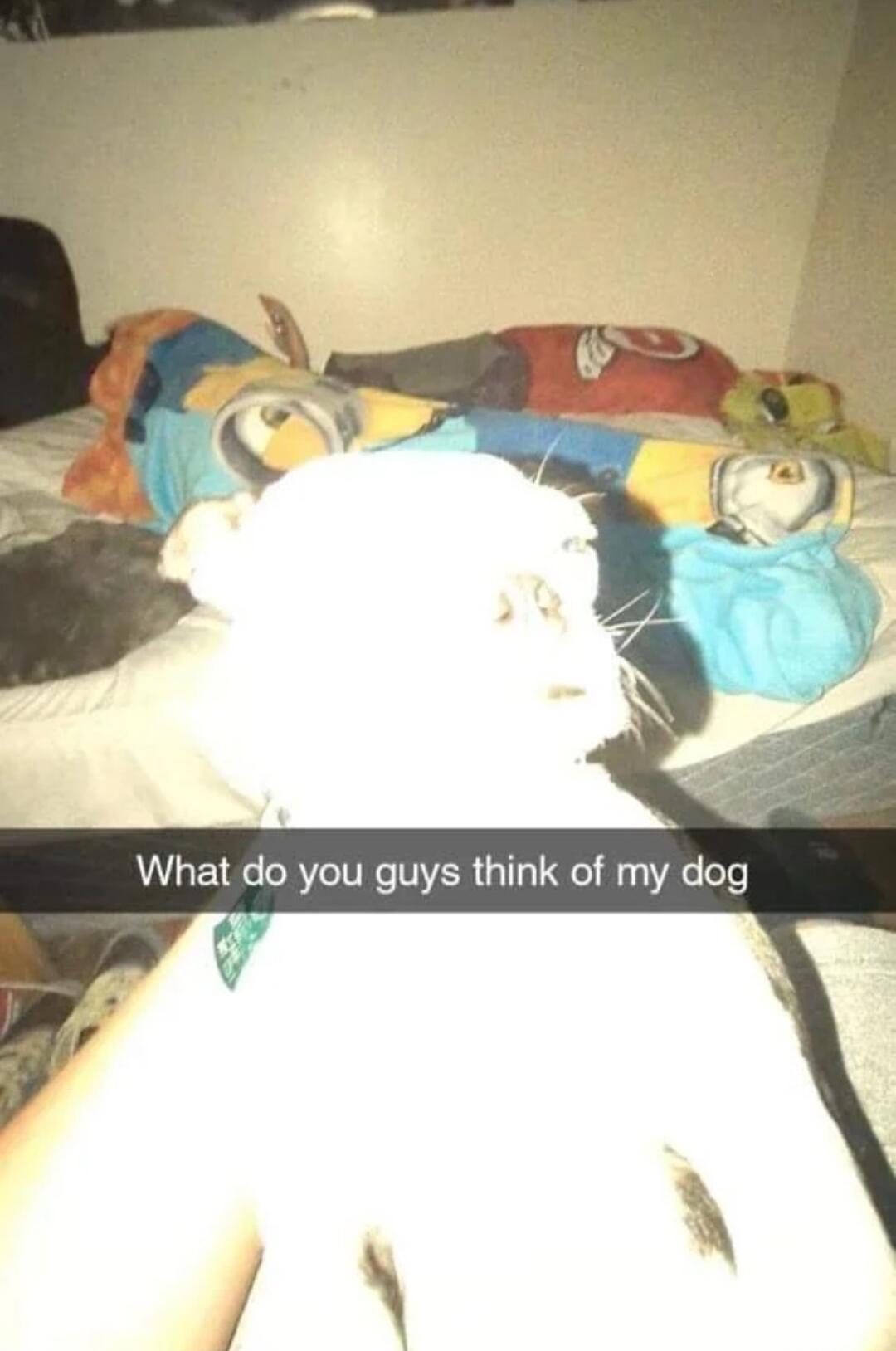 What do you guys think of my dog