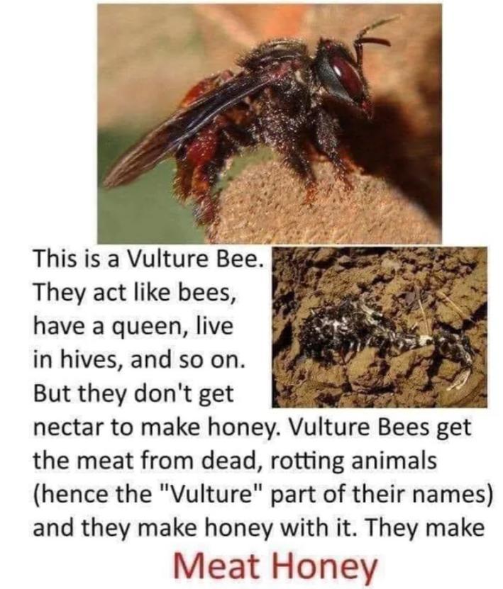 This is a Vulture Bee They act like bees have a queen live in hives and so on But they dont get e nectar to make honey Vulture Bees get the meat from dead rotting animals hence the Vulture part of their names and they make honey with it They make Meat Honey