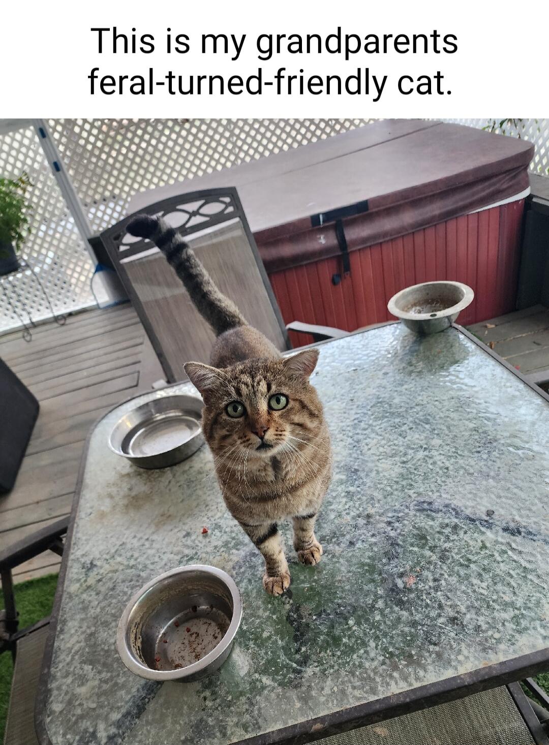 This is my grandparents feral turned friendly cat