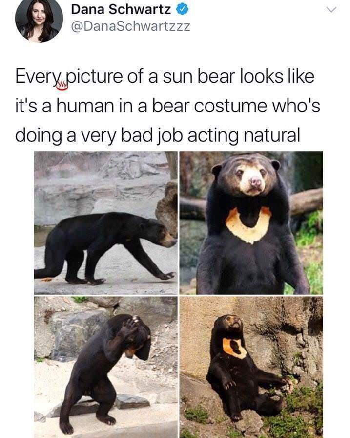 Dana Schwartz DanaSchwartzzz Everyjpicture of a sun bear looks like its a human in a bear costume whos doing a very bad JOb acting natural