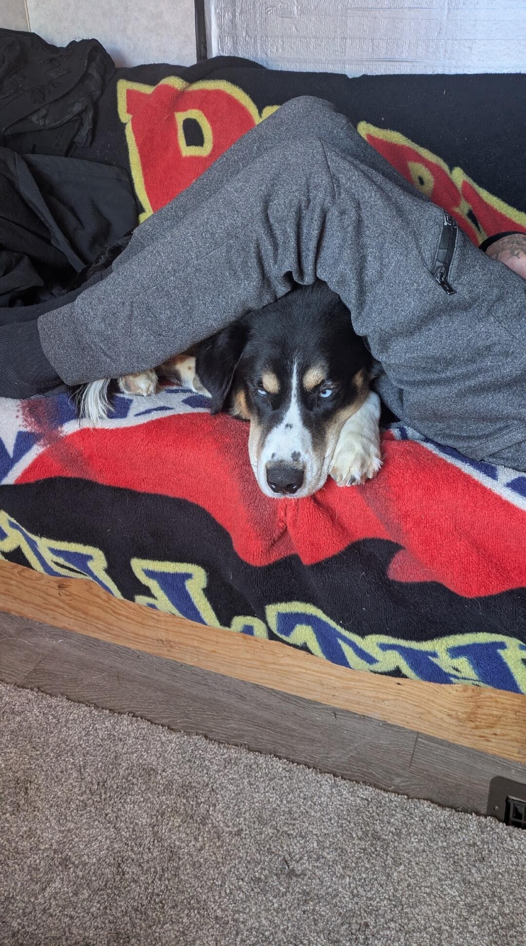 A dog with striking blue eyes peeking out from under a person's legs and a blanket.