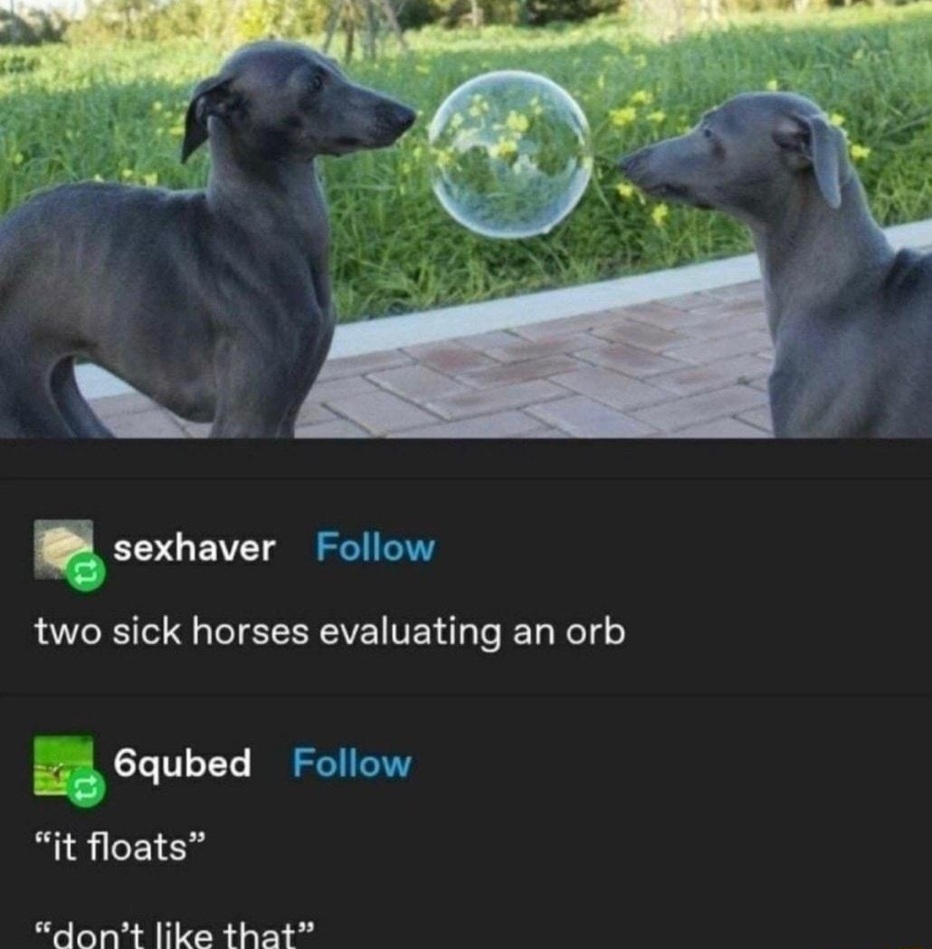sexhaver two sick horses evaluating an orb g 6qubed it floats dant like that