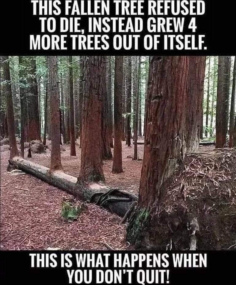 THIS FALLEN TREE REFUSED T0 DIE INSTEAD GREW 4 MORE TREES OUT OF ITSELF THIS IS WHAT HAIPENS WHEN YOU DONT QUIT