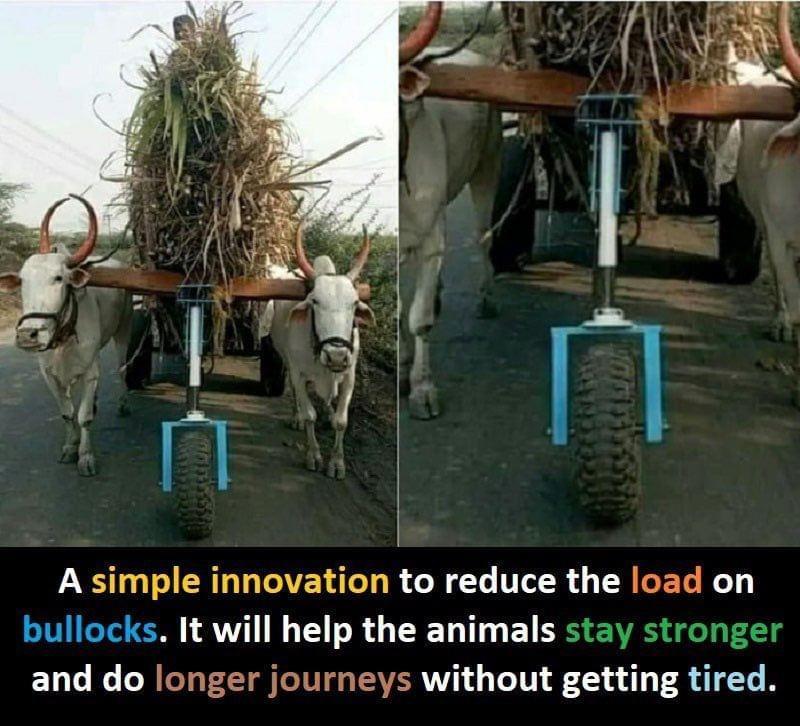 A simple innovation to reduce the load on bullocks It will help the animals stay stronger and do longer journeys without getting tired