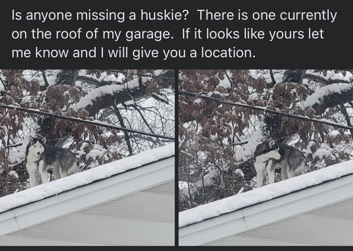 Is anyone missing a huskie There is one currently on the roof of my garage If it looks like yours let me know and will give you a location