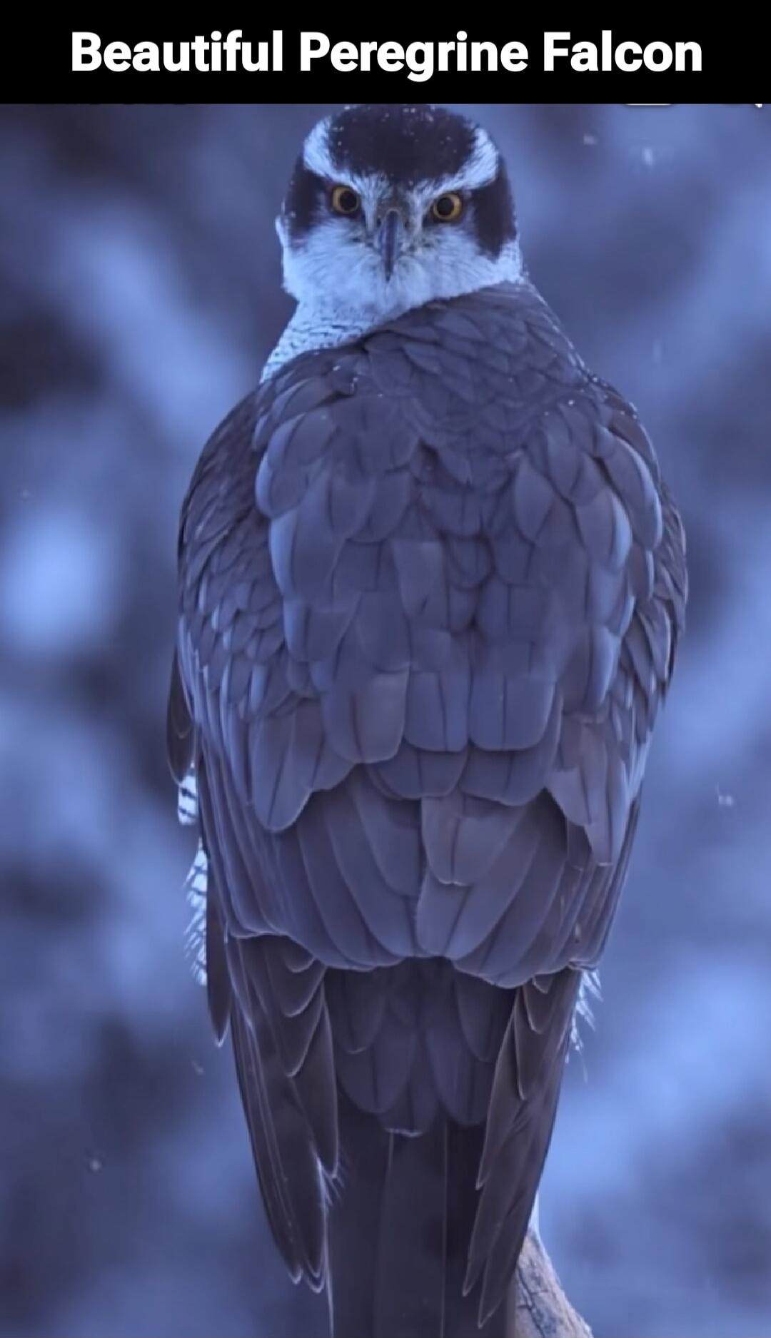 Beautiful Peregrine Falcon