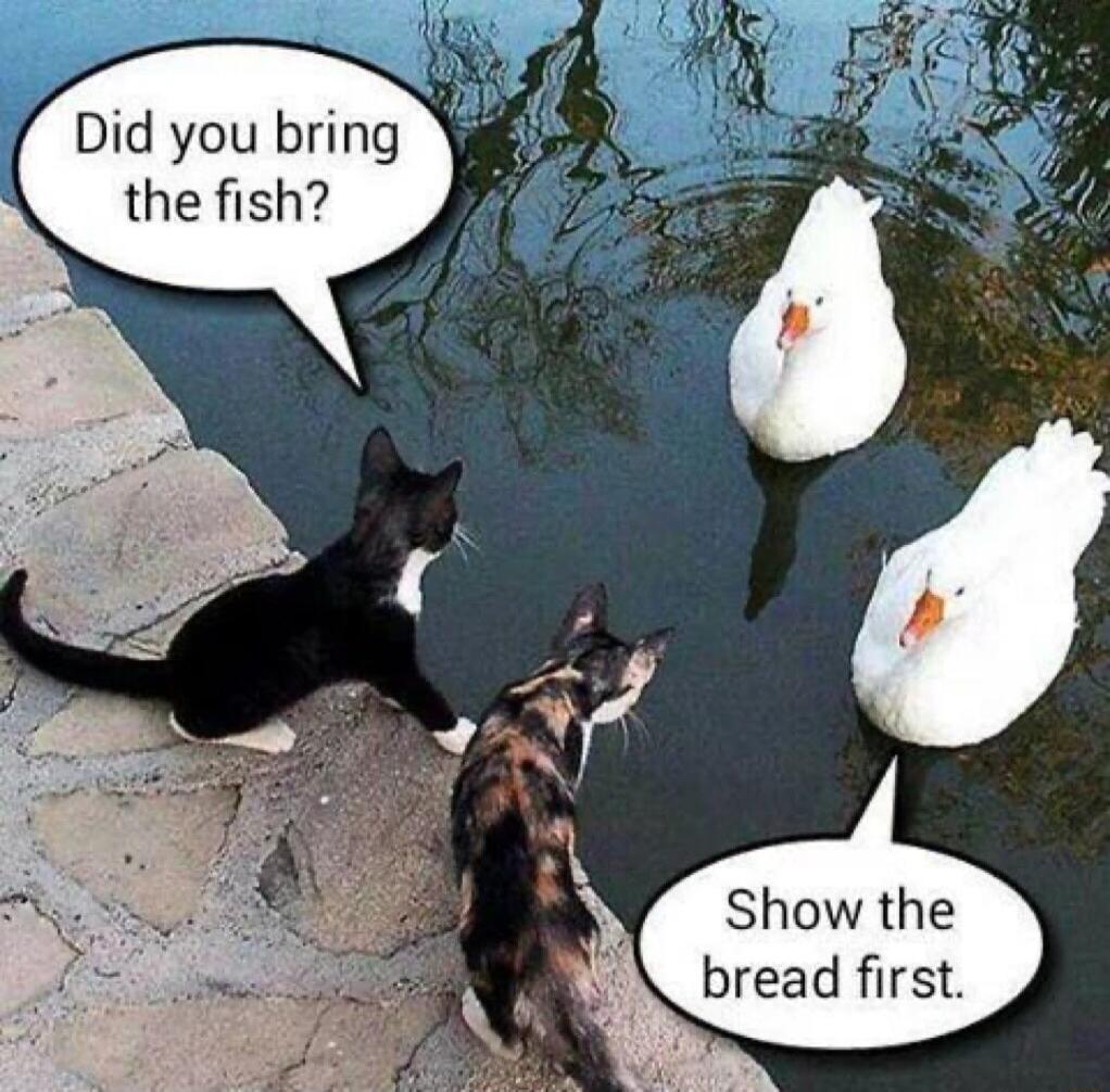 Did you bring the fish o Show the bread first