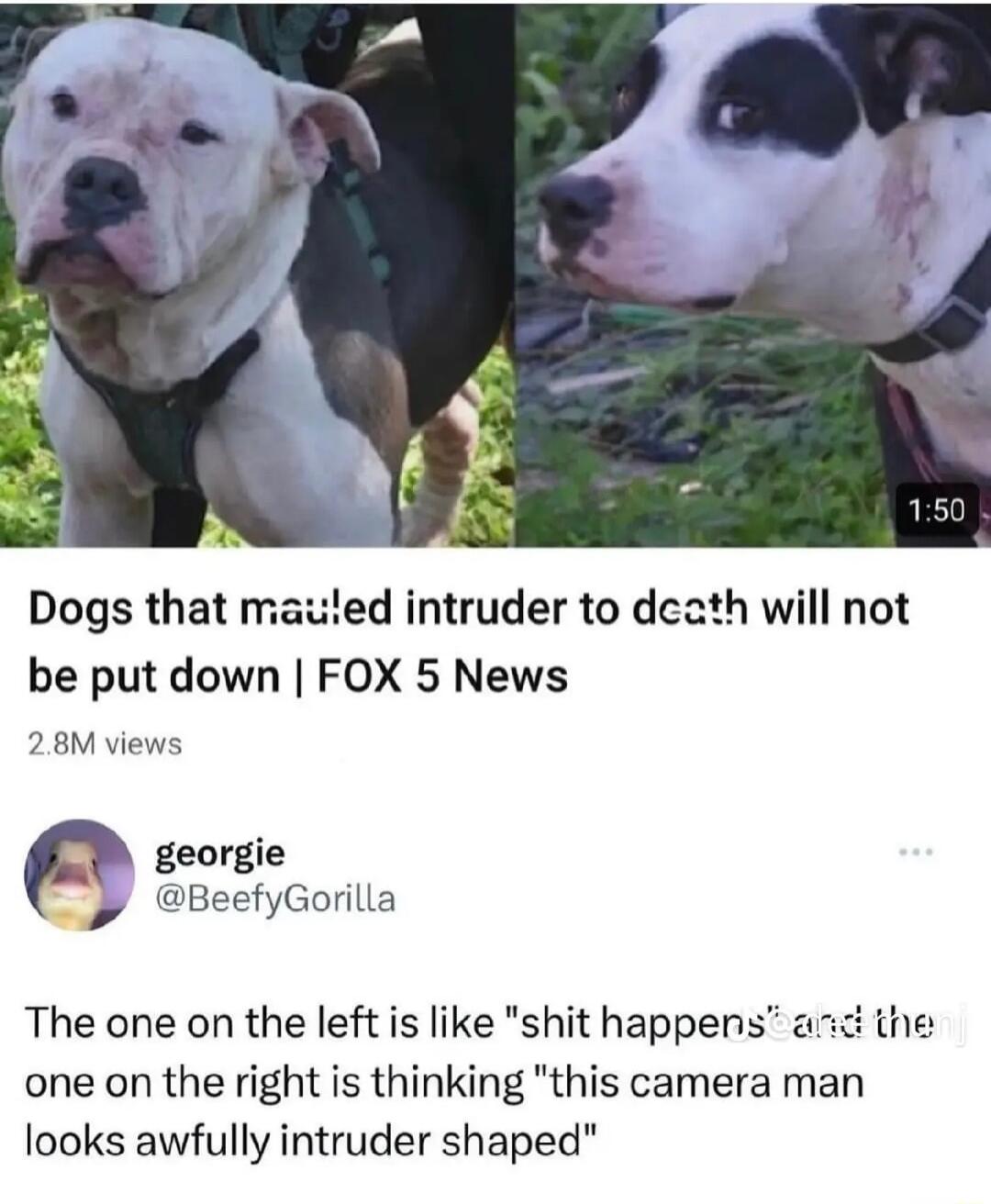 Dogs that maued intruder to dcath will not be put down FOX 5 News 28M views georgie BeefyGorilla The one on the left is like shit happens ard the one on the right is thinking this camera man looks awfully intruder shaped