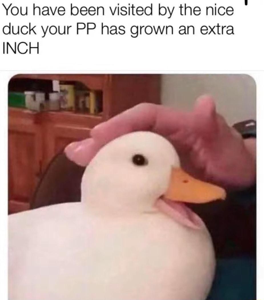 You have been visited by the nice duck your PP has grown an extra INCH