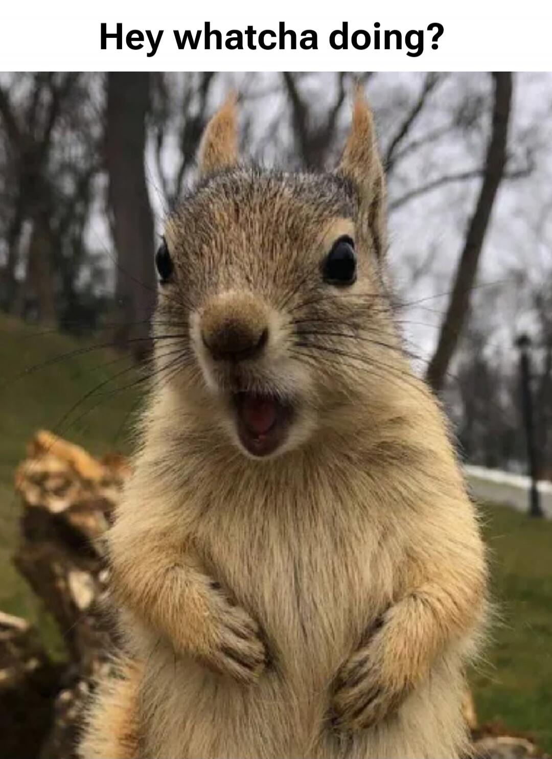 Hey whatcha doing?