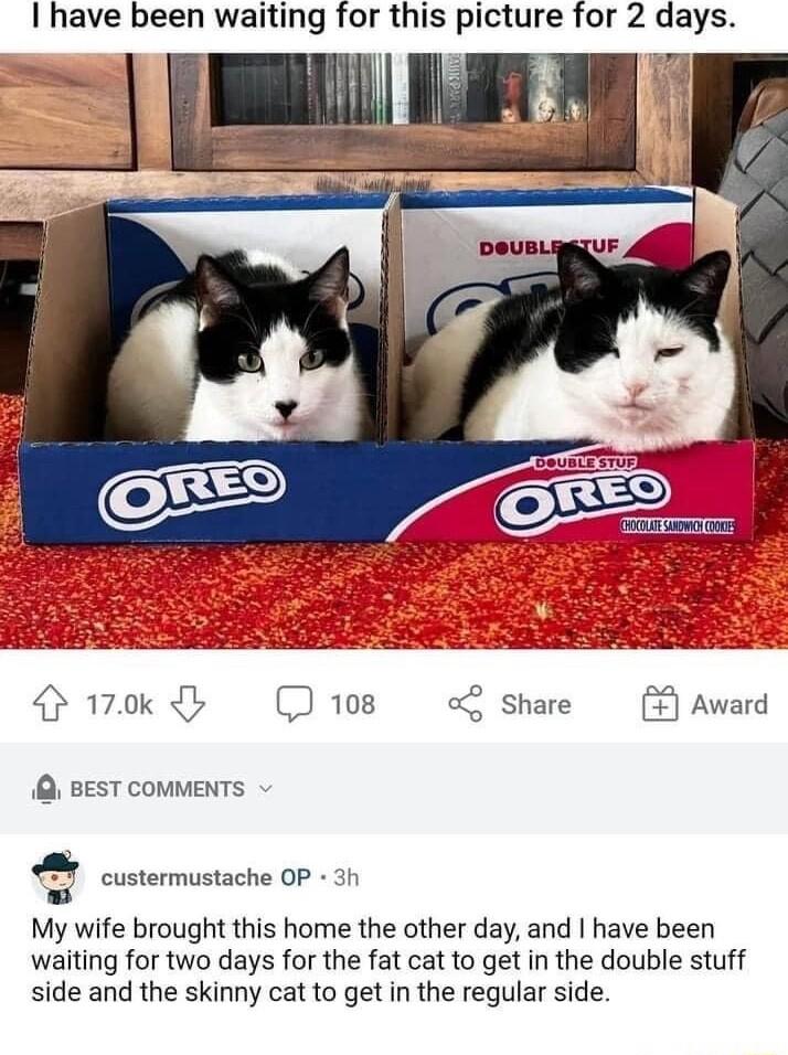 I have been waiting for this picture for 2 days i1 it ook 108 Share 1Q BEST COMMENTS Custermustache OP w My wife brought this home the other day and have been waiting for two days for the fat cat to get in the double stuff side and the skinny cat to get in the regular side