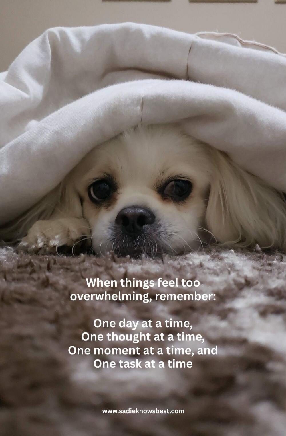 When things feel too overwhelming, remember: One day at a time, One thought at a time, One moment at a time, and One task at a time
www.sadiekowsbest.com