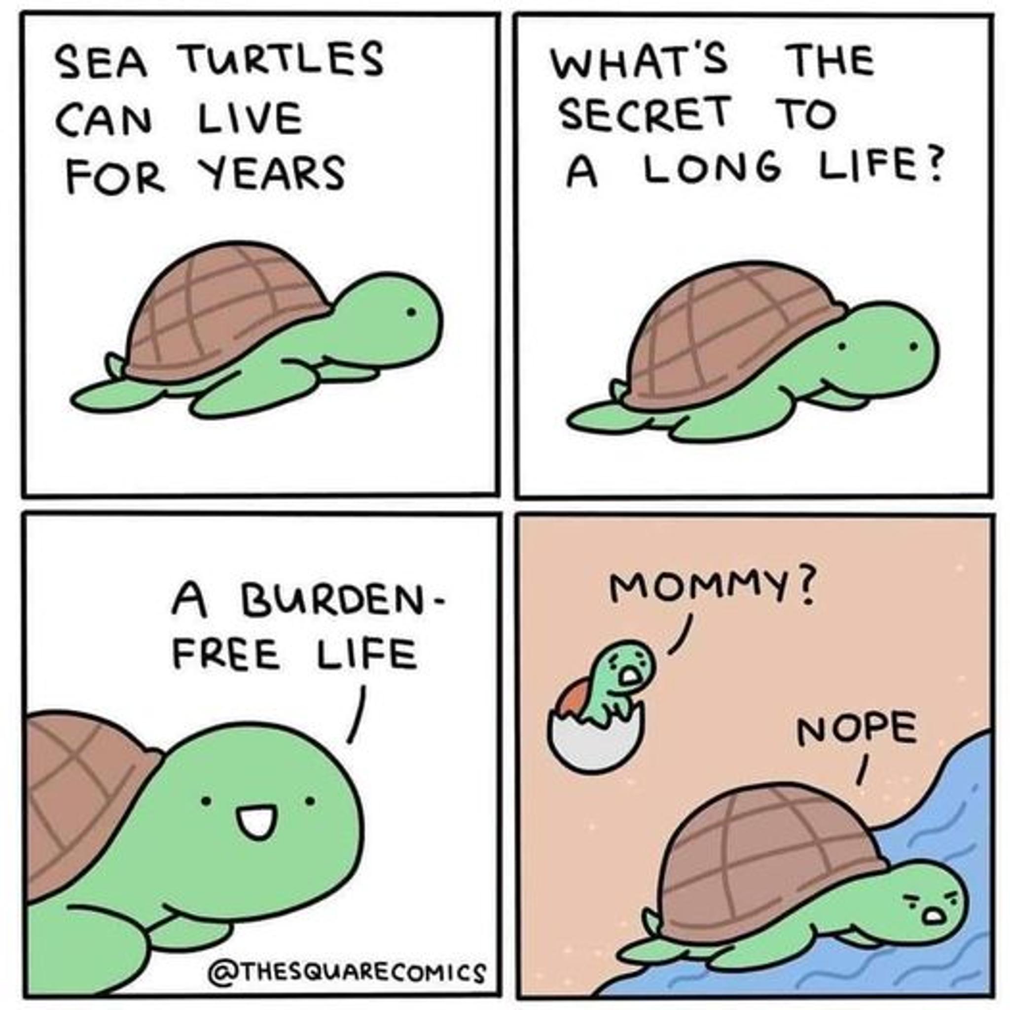 SEA TURTLES WHATS THE CAN LVE SECRET TO FOR YEARS A LONG LIFE A BURDEN FREE LIFE o THEsQuUARECOMICS