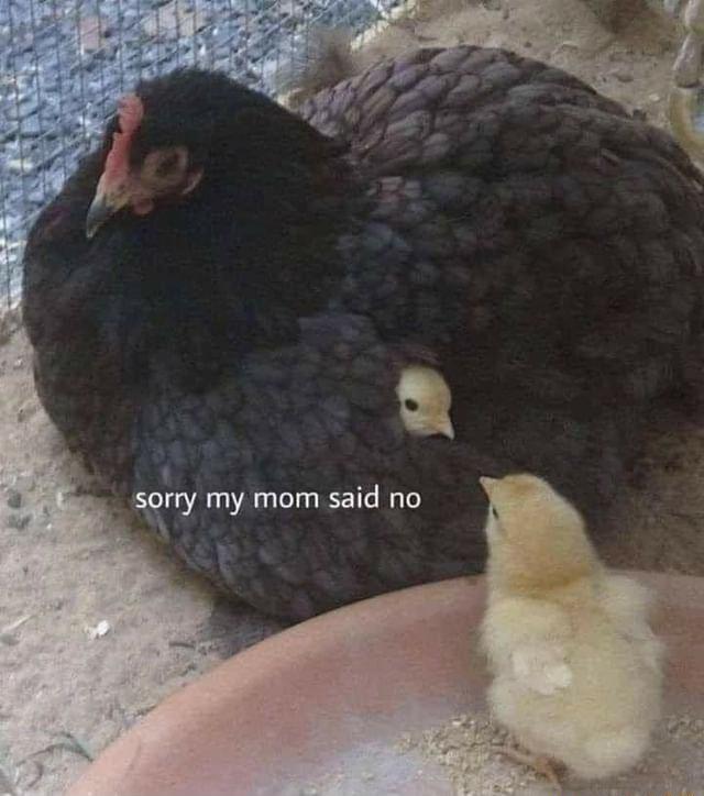 1 srry my mom said no e