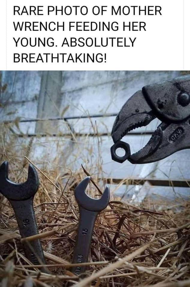 RARE PHOTO OF MOTHER WRENCH FEEDING HER YOUNG ABSOLUTELY BREATHTAKING