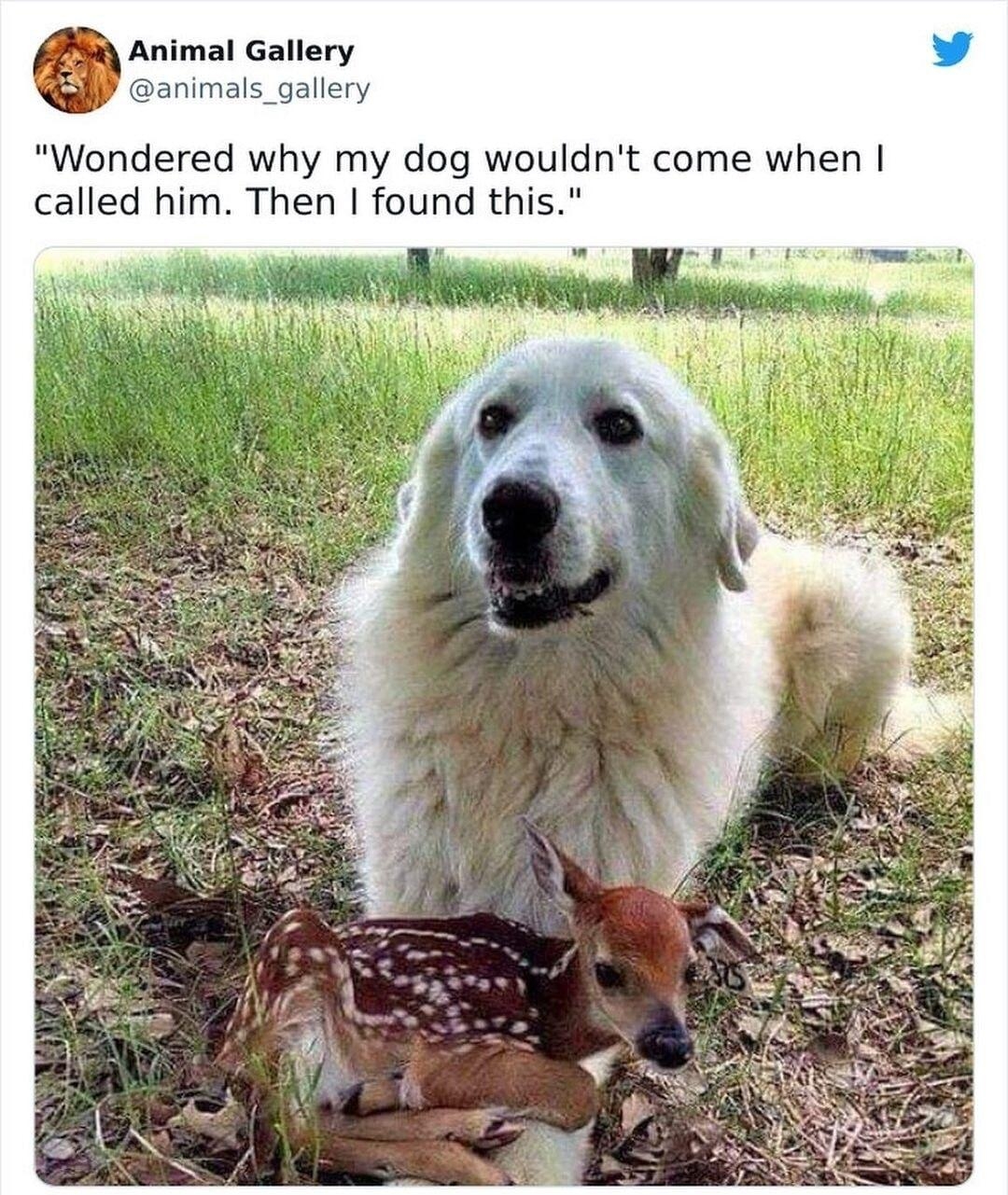 Animal Gallery nimals_gallery jondered why my dog wouldnt come when called him Then found this 324 AM Aug 1 2021