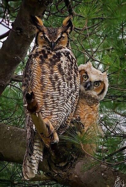 A large owl perched on a branch with a juvenile owl peeking from behind in a pine tree.