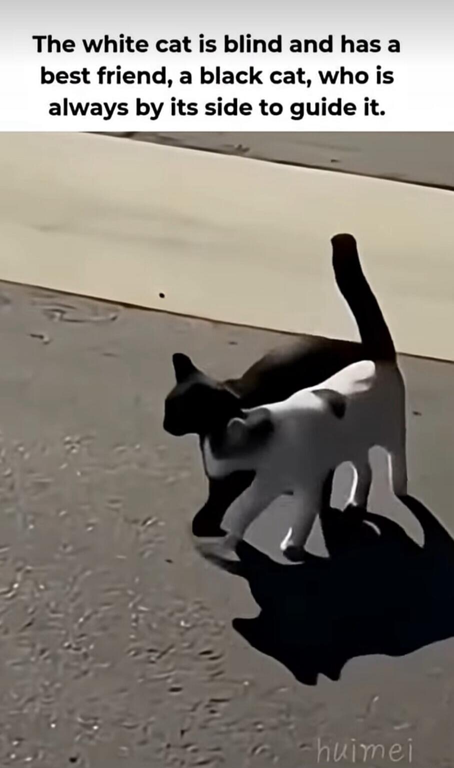 The white cat is blind and has a best friend, a black cat, who is always by its side to guide it.