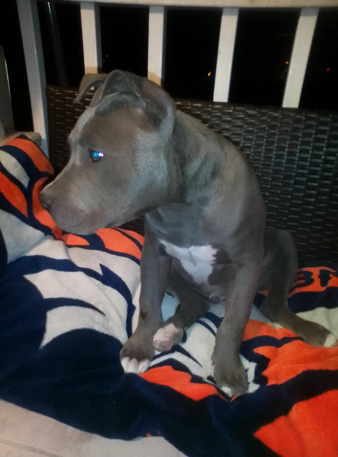 A cute pitbull puppy sitting on a blanket.