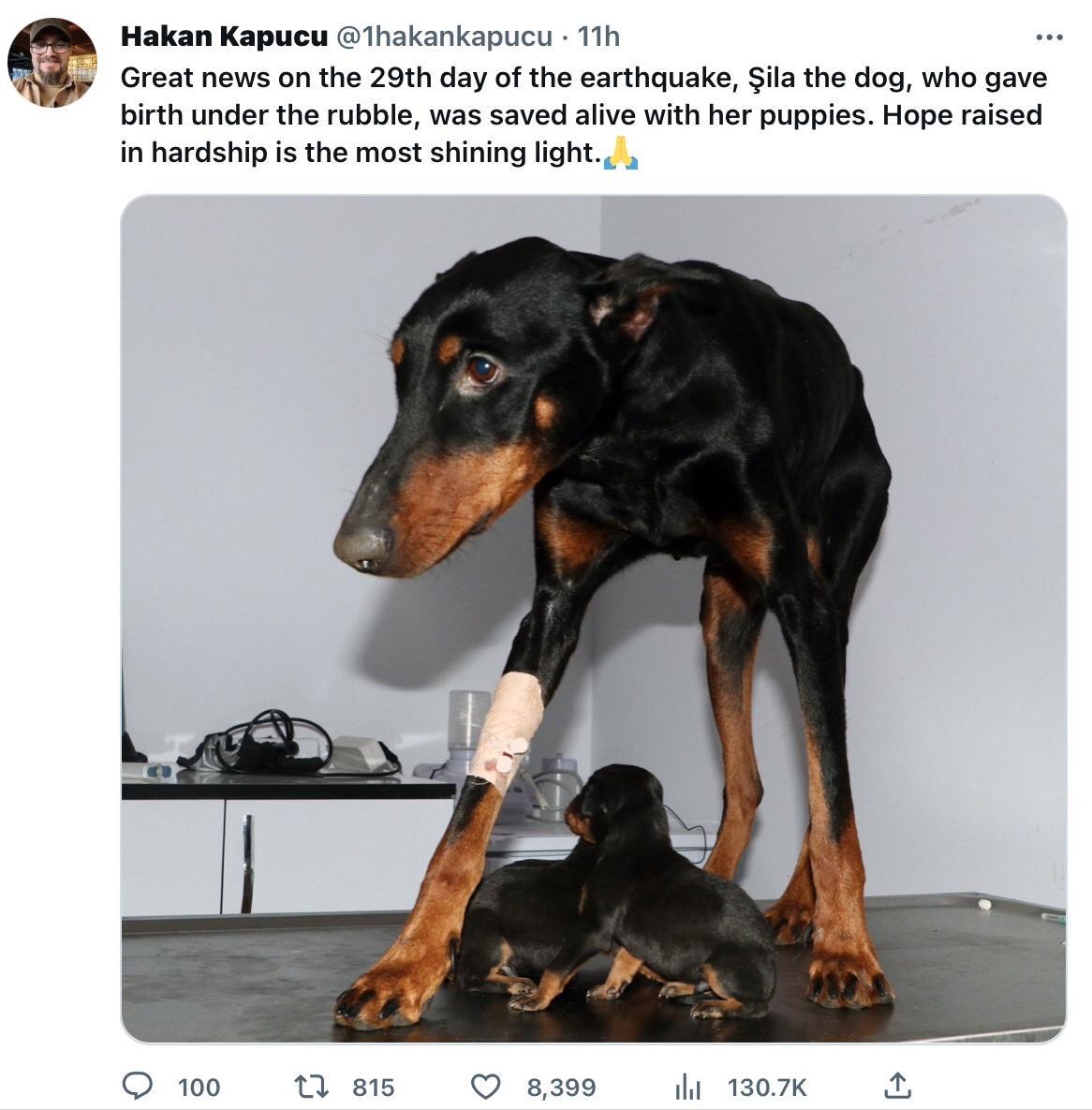 Hakan Kapueu 1hakankapucu 11h Great news on the 20th day of the earthquake ila the dog who gave birth under the rubble was saved alive with her puppies Hope raised in hardship is the most shining light 185 O 8399 i 10K