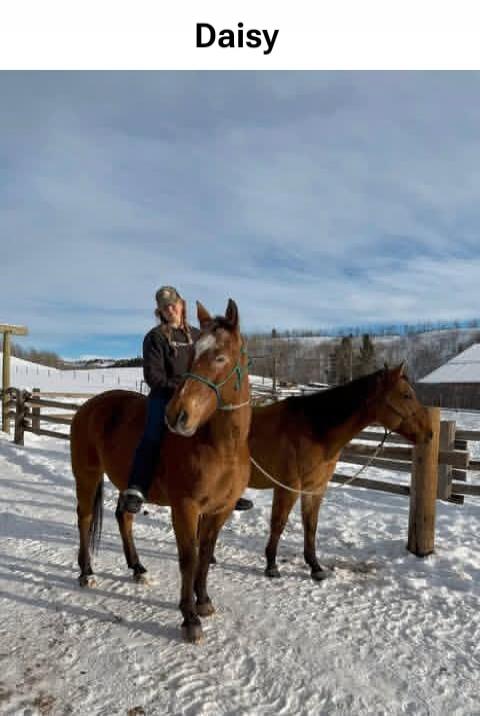 Daisy
Session ID: 1037924.