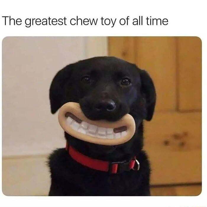 The greatest chew toy of all time