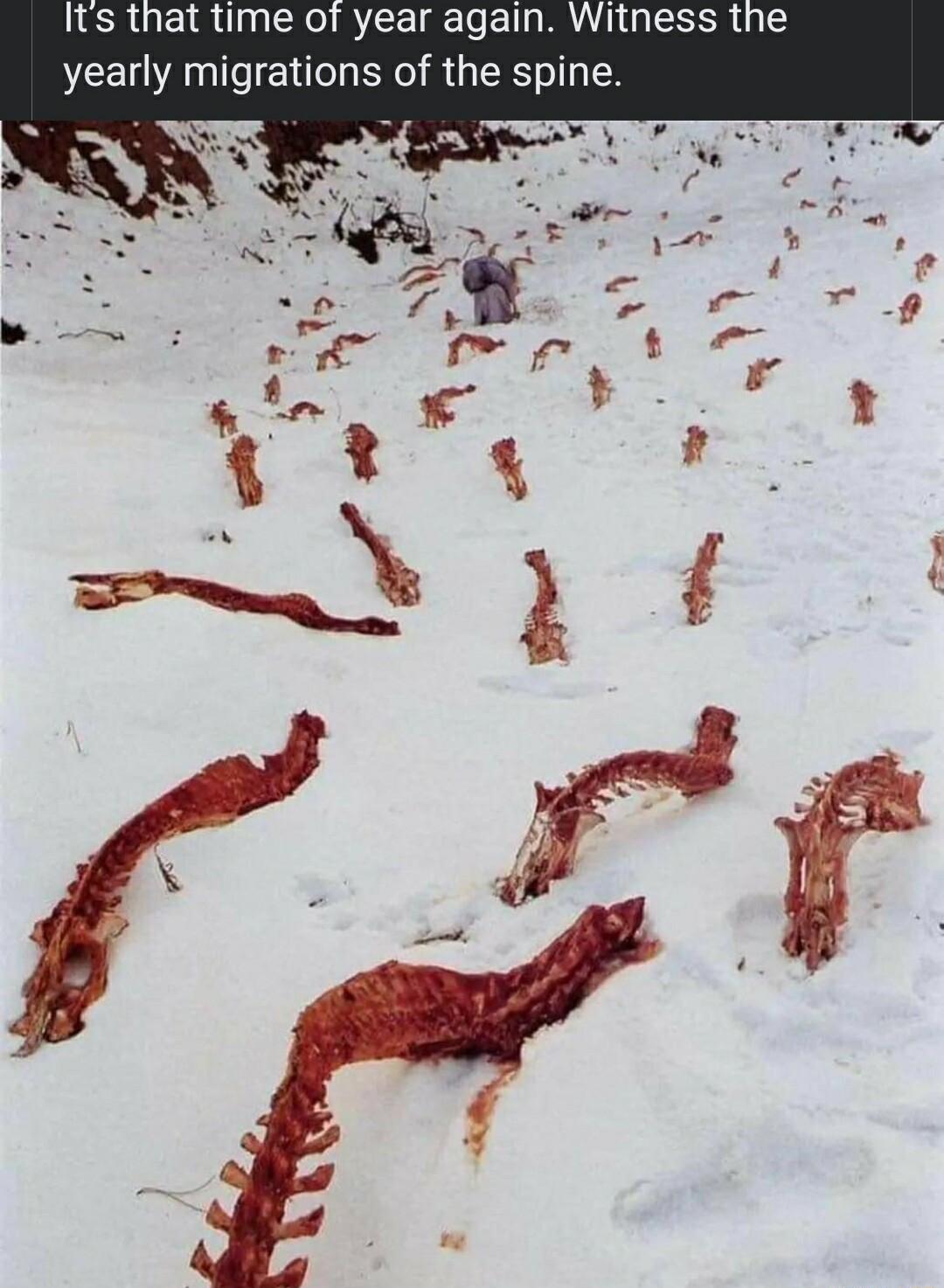 Its that time of year again Witness the yearly migrations of the spine 1