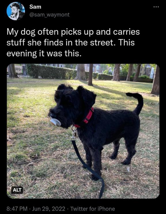 Sam 4 sam_waymont My dog often picks up and carries stuff she finds in the street This evening it was this