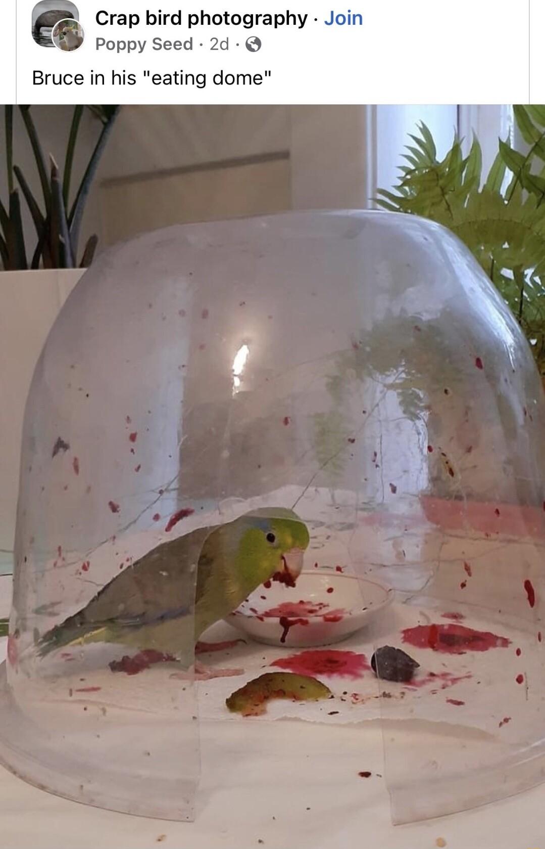 Crap bird photography Poppy Seed 2d Bruce in his eating dome