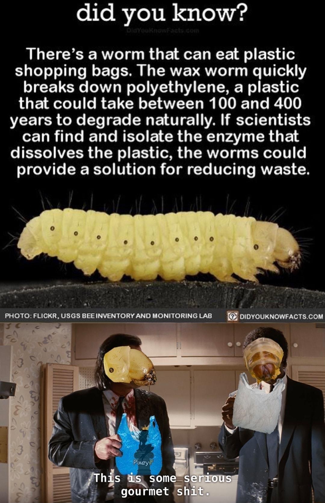 did you know ALCIESE R RO E R ECE L ER T shopping bags The wax worm quickly ICELERE T W T W L TR R E R LUE LR ELRL S L R VED LR 1 years to degrade naturally If scientists LELRLENT REE R G XN rAV I R O F S IESTI IVERR T E TN RNV Ty BT T e provide a solution for reducing waste PHOTO FLICKR U303 BEEINVENTORY ANO WONITORING LAS 01