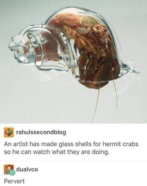 rahulssecondblog An artist has made glass shells for hermit crabs so he can watch what they are doing Bdualvco Pervert