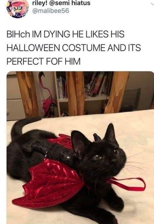 _ riley semi hiatus gc malibee56 BlHch IM DYING HE LIKES HIS HALLOWEEN COSTUME AND ITS PERFECT FOF HIM
