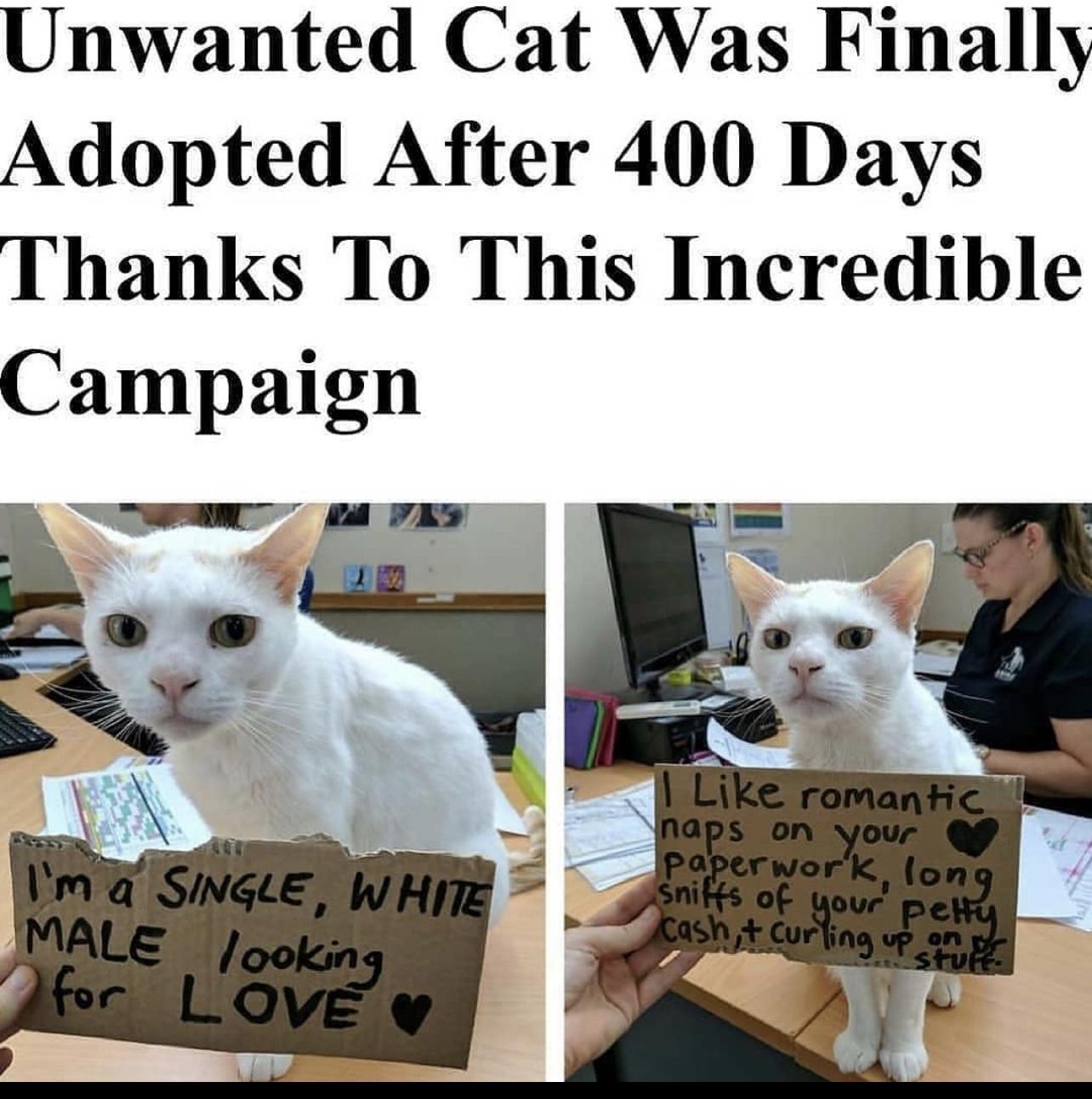 Unwanted Cat Was Finally Adopted After 400 Days Thanks To This Incredible Campaign