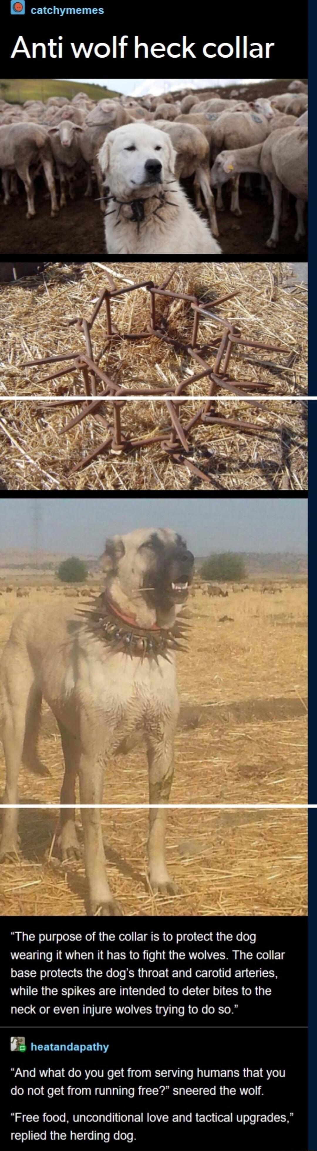 Anti wolf heck collar. The purpose of the collar is to protect the dog wearing it when it has to fight the wolves. The collar base protects the dog's throat and carotid arteries, while the spikes are intended to deter bites to the neck or even injure wolves trying to do so. And what do you get from serving humans that you do not get from running fr