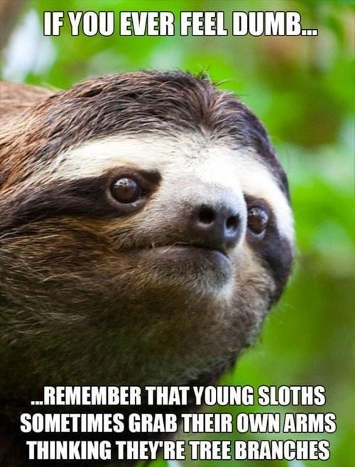 REMEMBER THAT YOUNG SLOTHS SOMETIMES GRAB THEIR OWNARMS THINKING THEYRE TREE BRANCHES