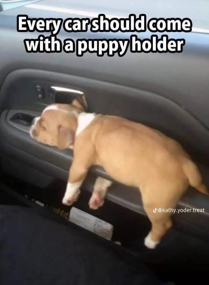Every car should come with a puppy holder. @kathy.yoder.treat