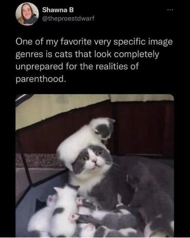 heproestdwarf One of my favorite very specific image genres is cats that look completely unprepared for the realities of SEICTIiTelole N