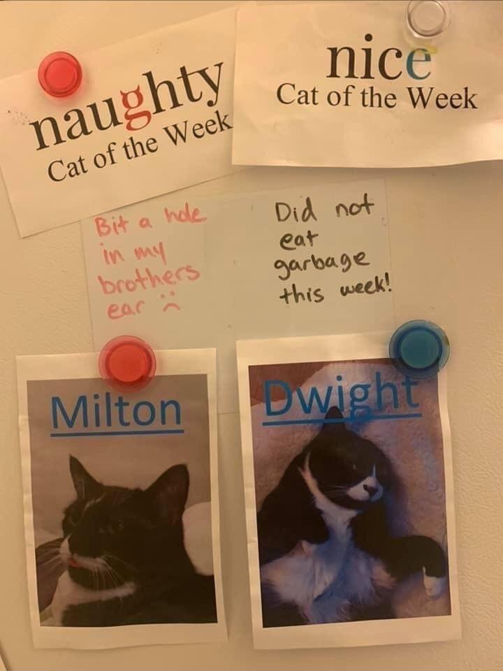 BN e Cat of the Week