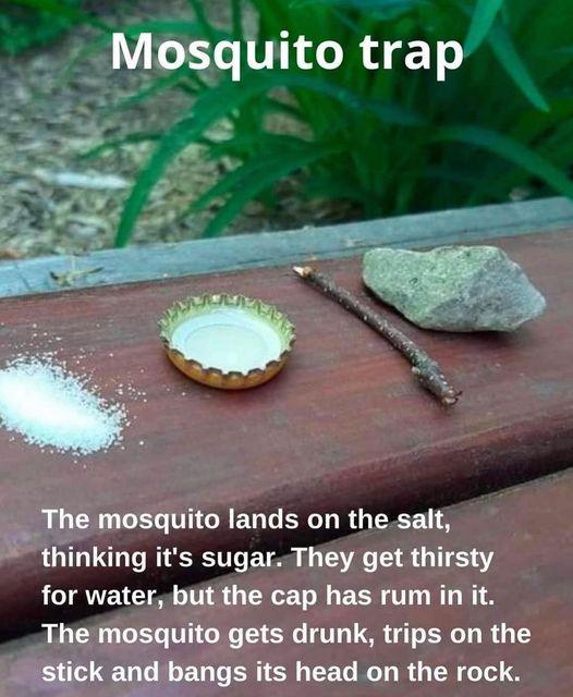 4 Mosquito trap The mosquito lands on the salt tinking its sugarThey get thirsty for water but the cap has rum in it The mosquito gets drunk trips on the m Wgs its head on the rock