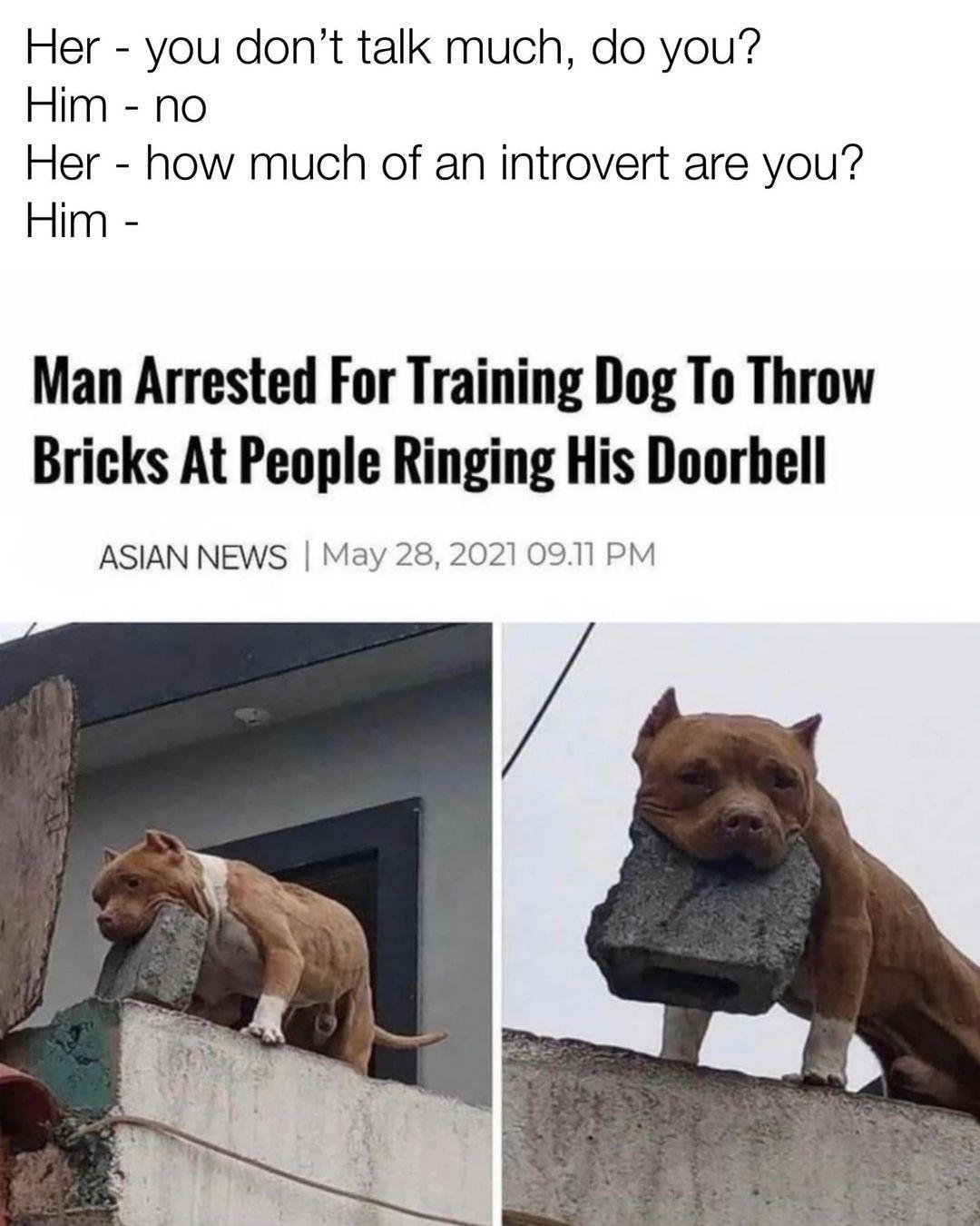 Her you dont talk much do you Him no Her how much of an introvert are you Him Man Arrested For Training Dog To Throw Bricks At People Ringing His Doorbell ASIAN NEWS May 28 2021 0911 PM