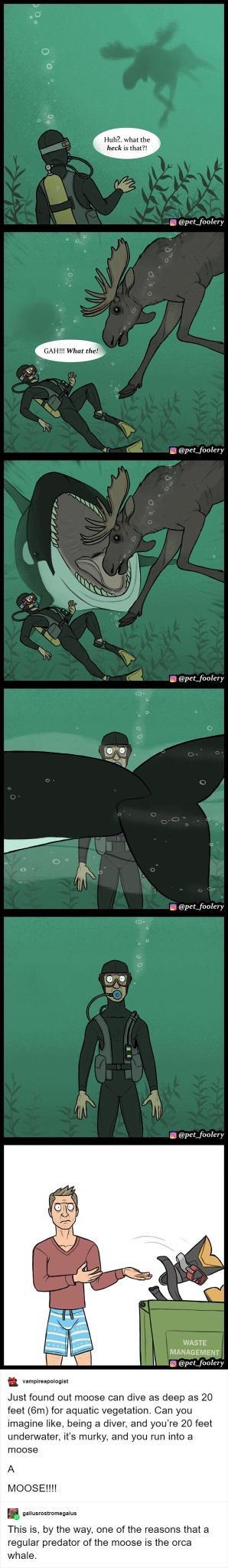 pet_foolery pet_foolery pet_foolery a 2 N i L pet_foolery 3 b 3 3 2 il B pet_foolery WASTE MANAGEMENT VWG pet foolery vamerressciogint Just found out moose can dive as deep as 20 feet Bm for aquatic vegetation Can you imagine like being a diver and youre 20 feet underwater its murky and you run into a moose A MOOSE Ee This is by the way one of the reasons that a regular predator of the moose is th
