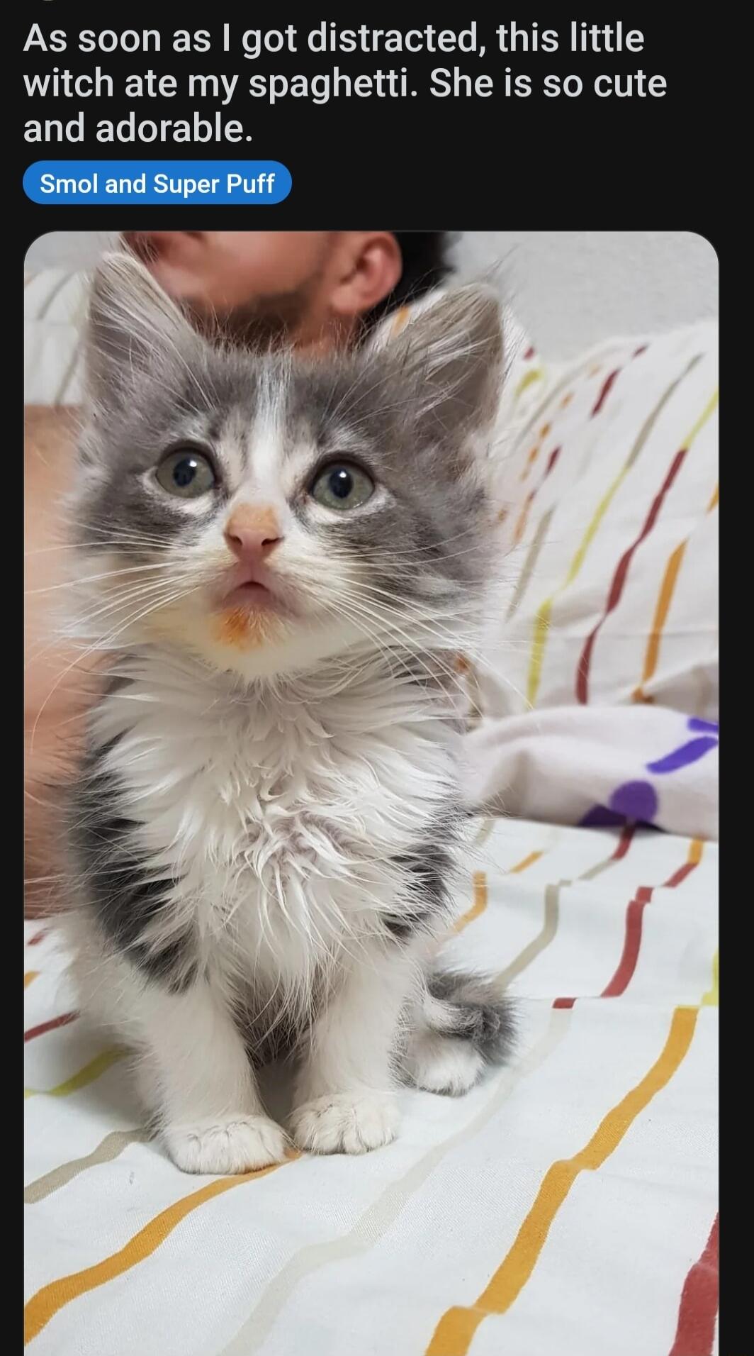 As soon as got distracted this little witch ate my spaghetti She is so cute ELLELELIEN Smol and Super Puff