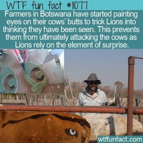WTF fun fact I0T1